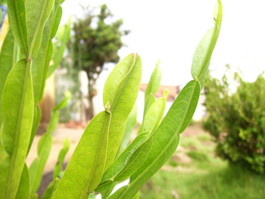 Carqueja (Baccharis trimera)