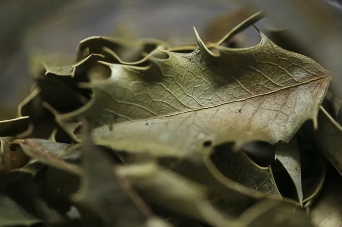 Espinheira-Santa (Maytenus ilicifolia)