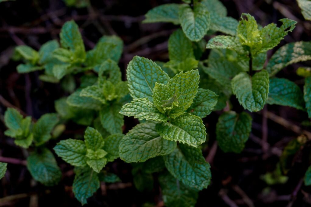 Hortelã (Mentha piperita)